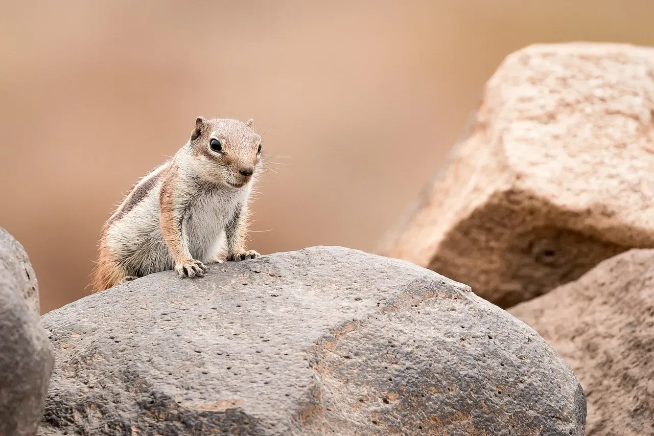 8. The Jerboa: The Tiny Kangaroo of the Sahara (Image Credits: Pixabay)