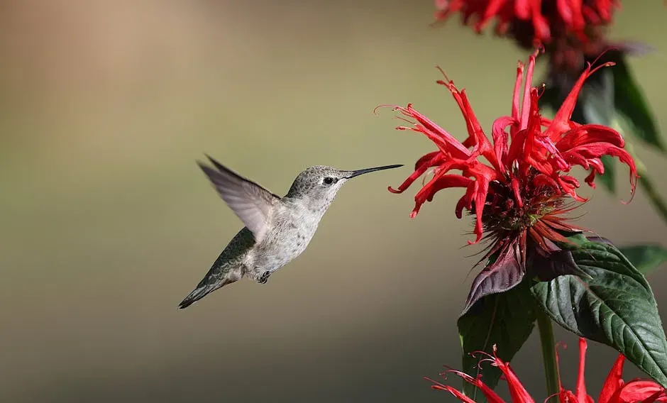 Flight, Physics, and a Heart That Won't Slow Down (Image Credits: Pexels)