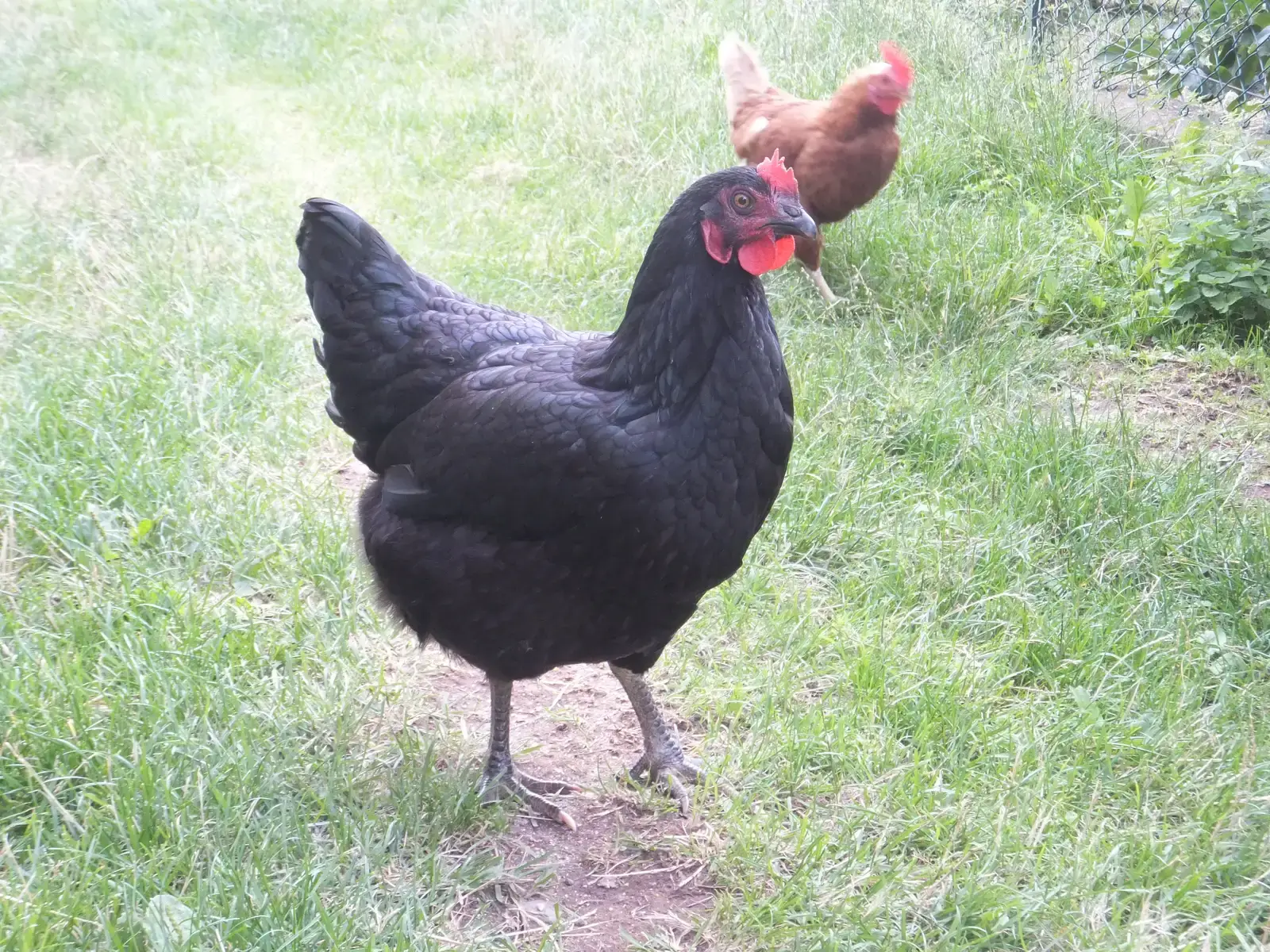#8. The Svart Hona: The All-Black Swedish Rarity (By Syrio, CC BY-SA 4.0)