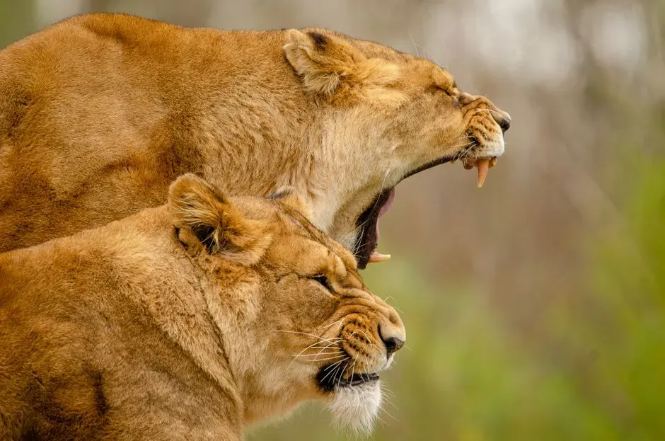 Leo (Image Credits: Pexels)