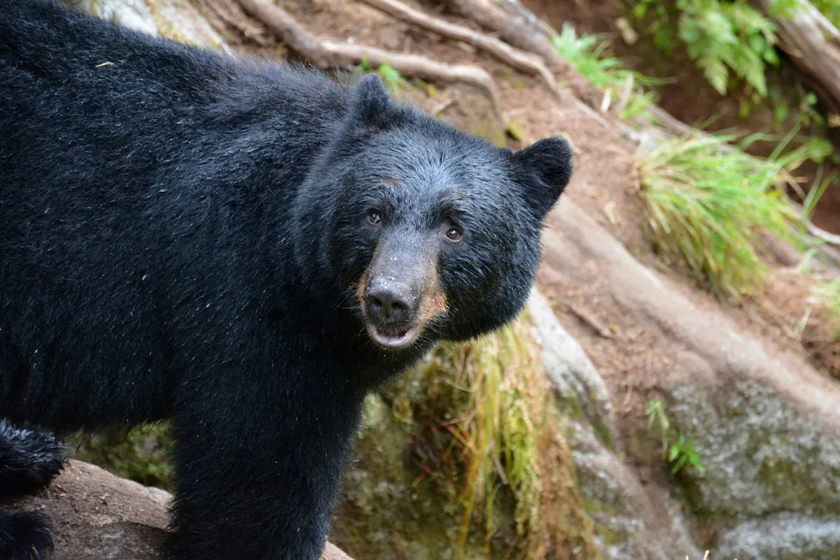 Final Thoughts (By United States Forest Service, Public domain)