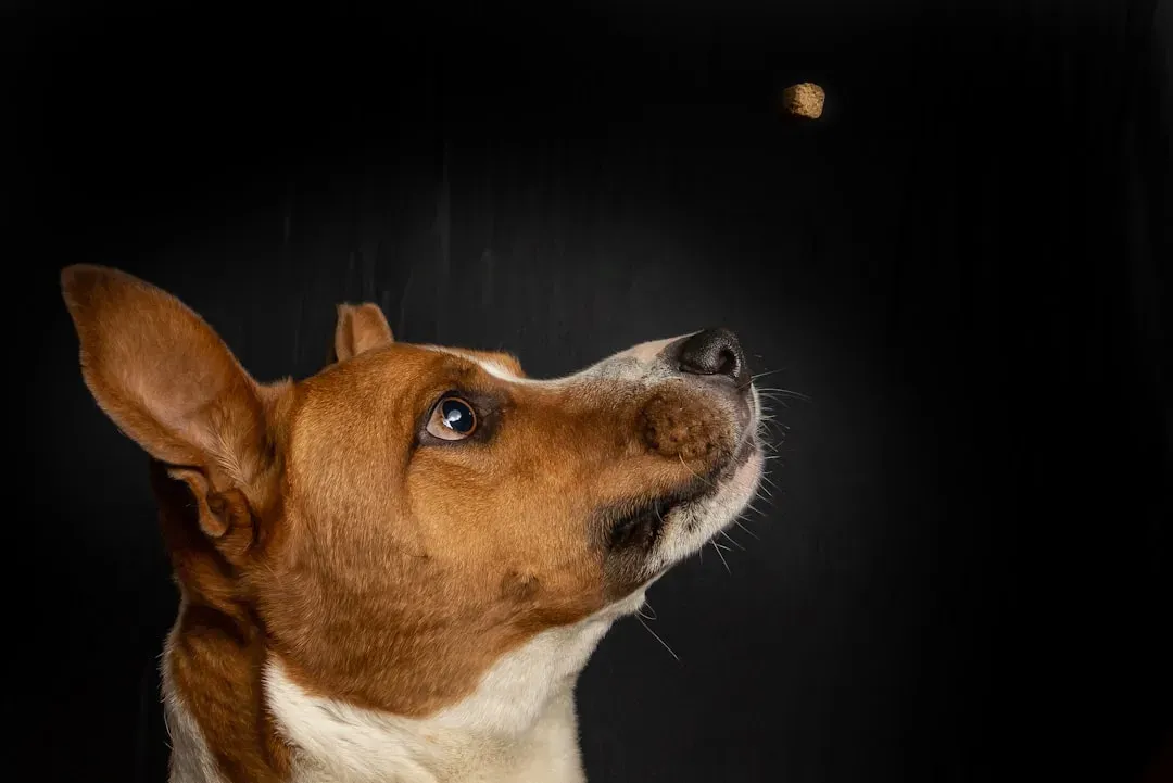 Conclusion: Stars Don't Define Everything (Image Credits: Unsplash)