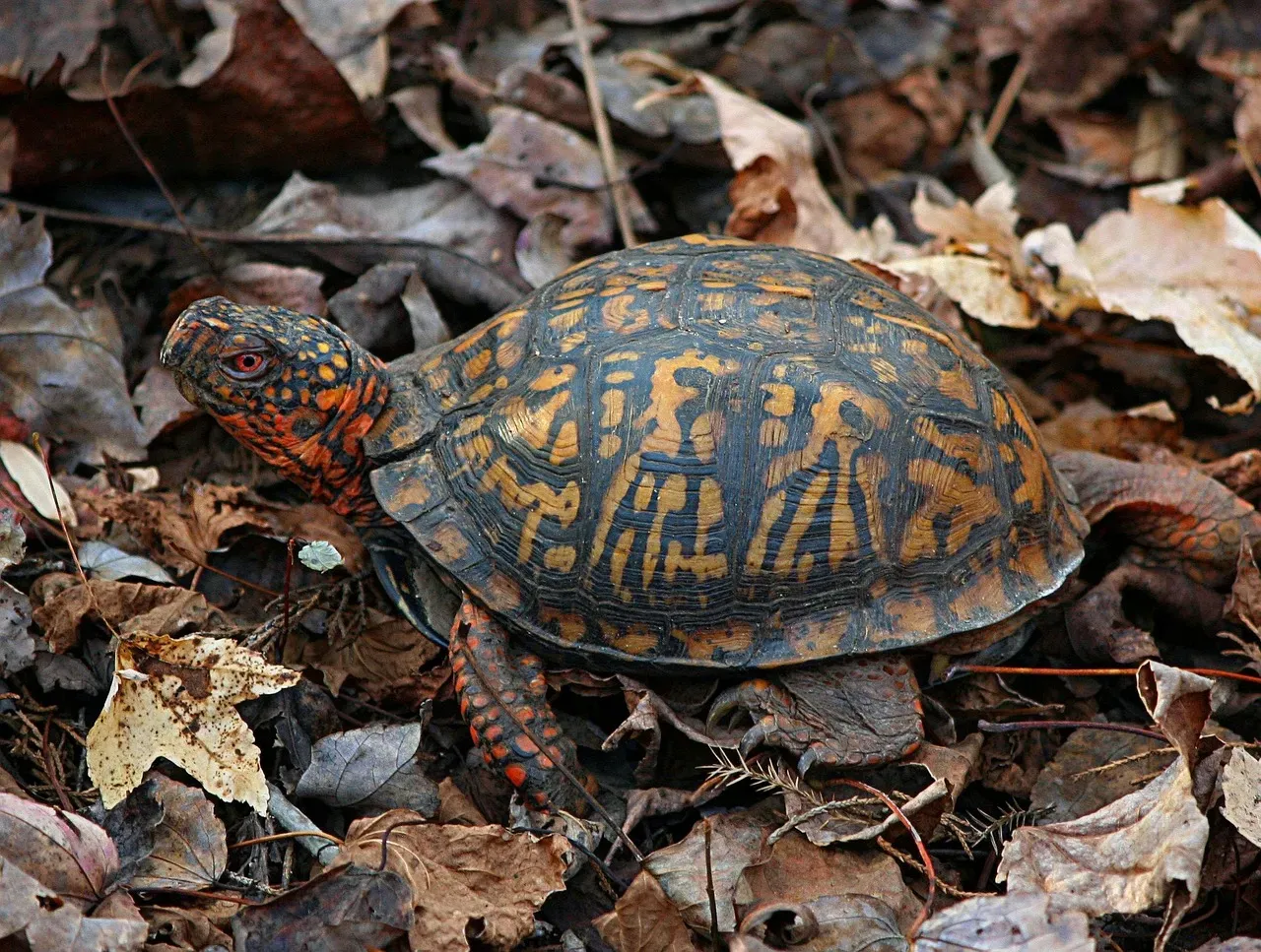 #3: Young Box Turtles Aren't Born With This Ability (Image Credits: Pixabay)