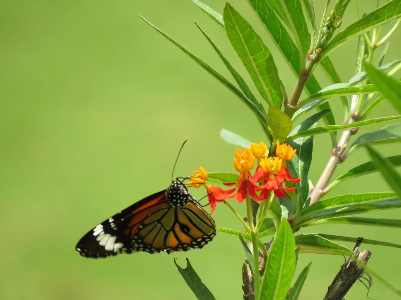 What This Tells Us About Nature's Ingenuity (Image Credits: Pixabay)