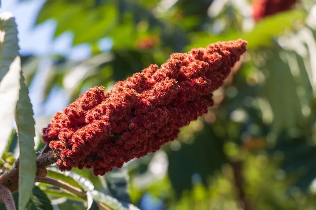 #11 - Sumac Is the Ugly Duckling Tree Experts Quietly Recommend (Image Credits: Unsplash)