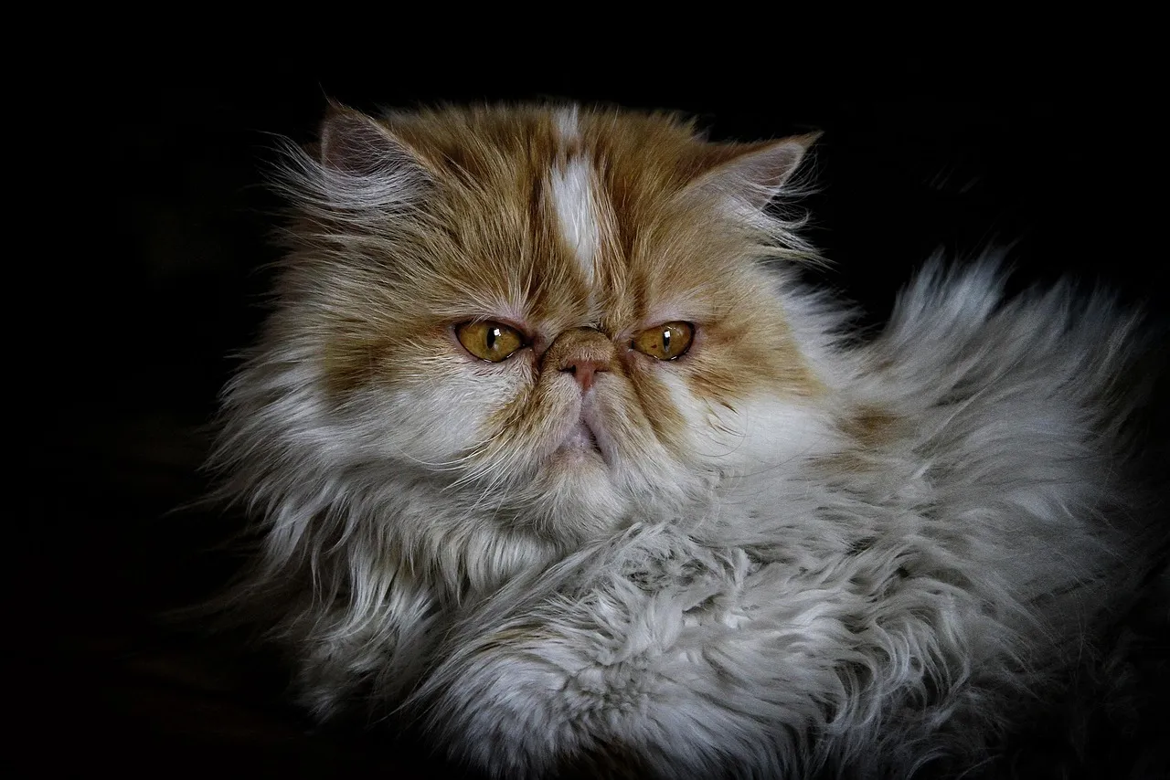 #10 - Persians and Flat-Faced Breeds: Victims of Their Own Aesthetic (Image Credits: Pixabay)