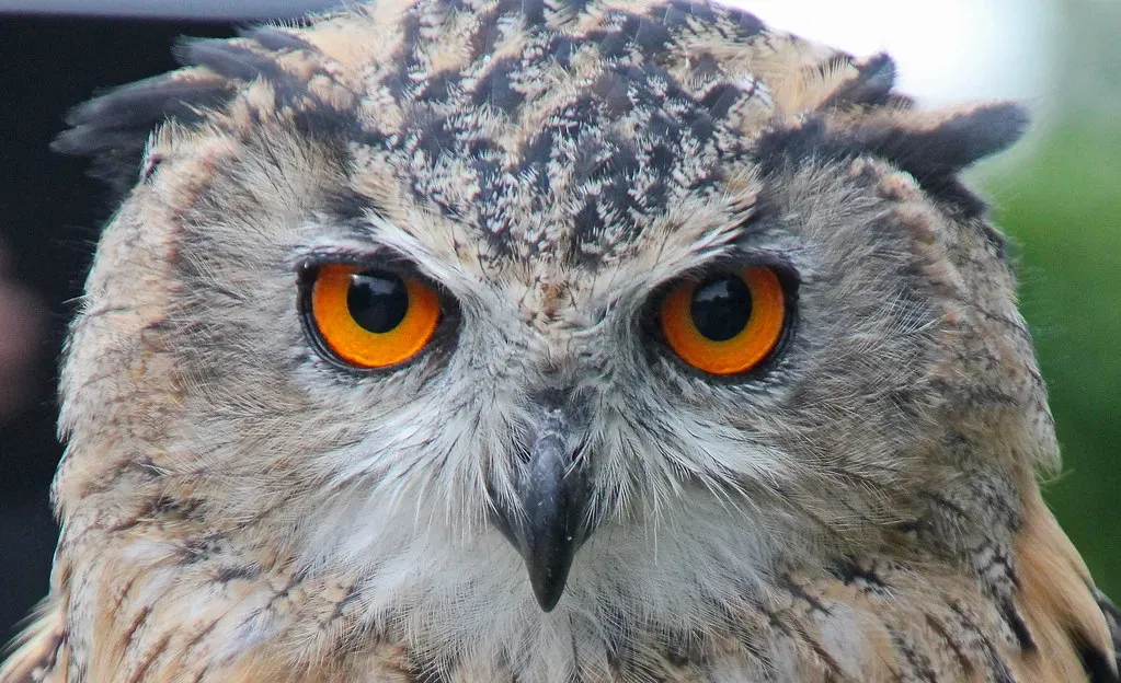 Owls Require Impossible Care Standards (Image Credits: Flickr)