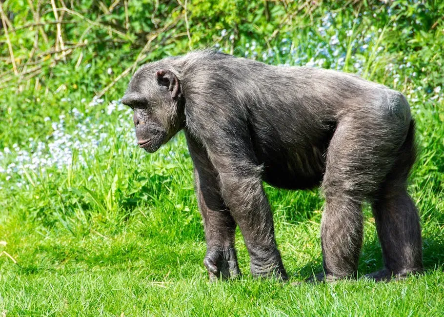 Chimpanzees with Cultural Rhythms and Drumming Traditions (Image Credits: Pexels)