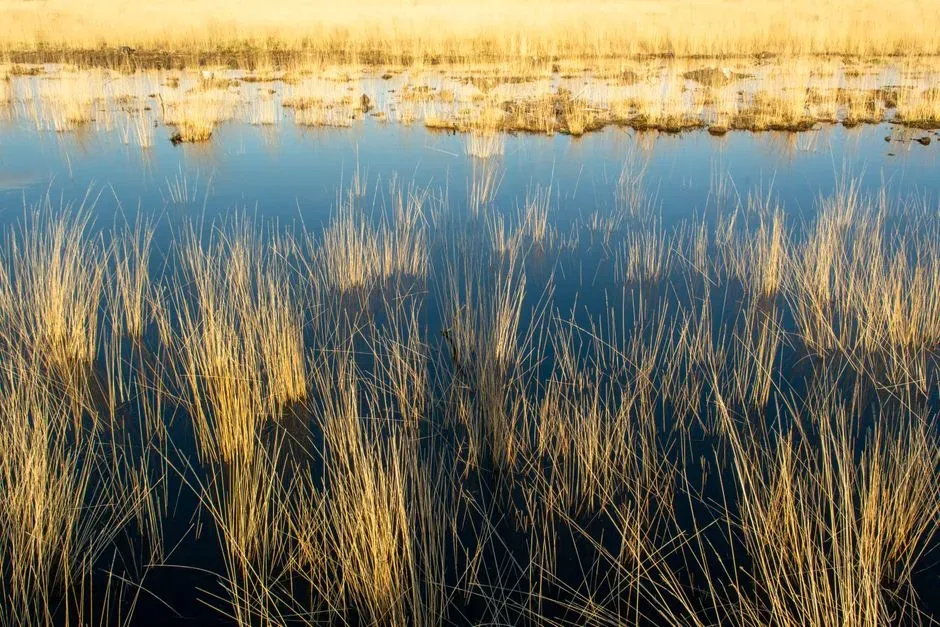 The Marsh Knows What You Are (Image Credits: Pexels)