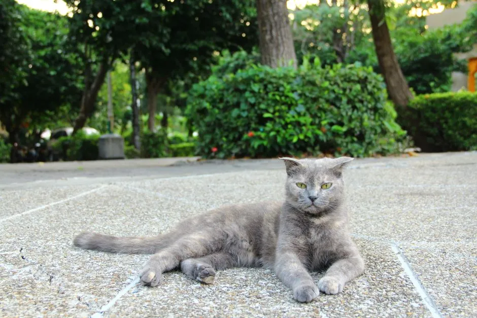 #31 - Lykoi ("Werewolf Cat"): Quirky, Curious, and Rarely Subtle (Image Credits: Pexels)