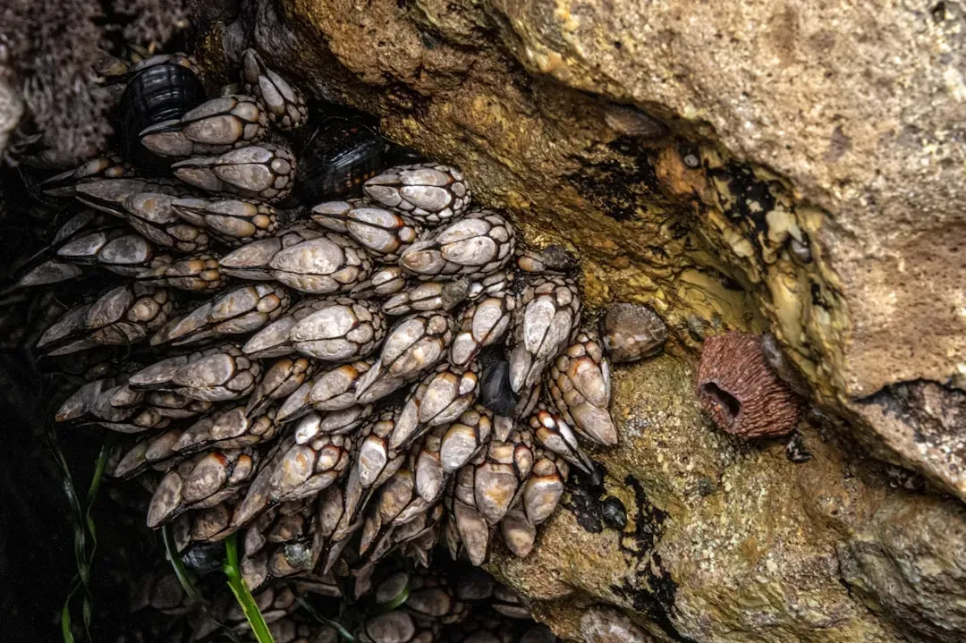 The Record-Breaking Mollusk From the Abyss (Image Credits: Unsplash)