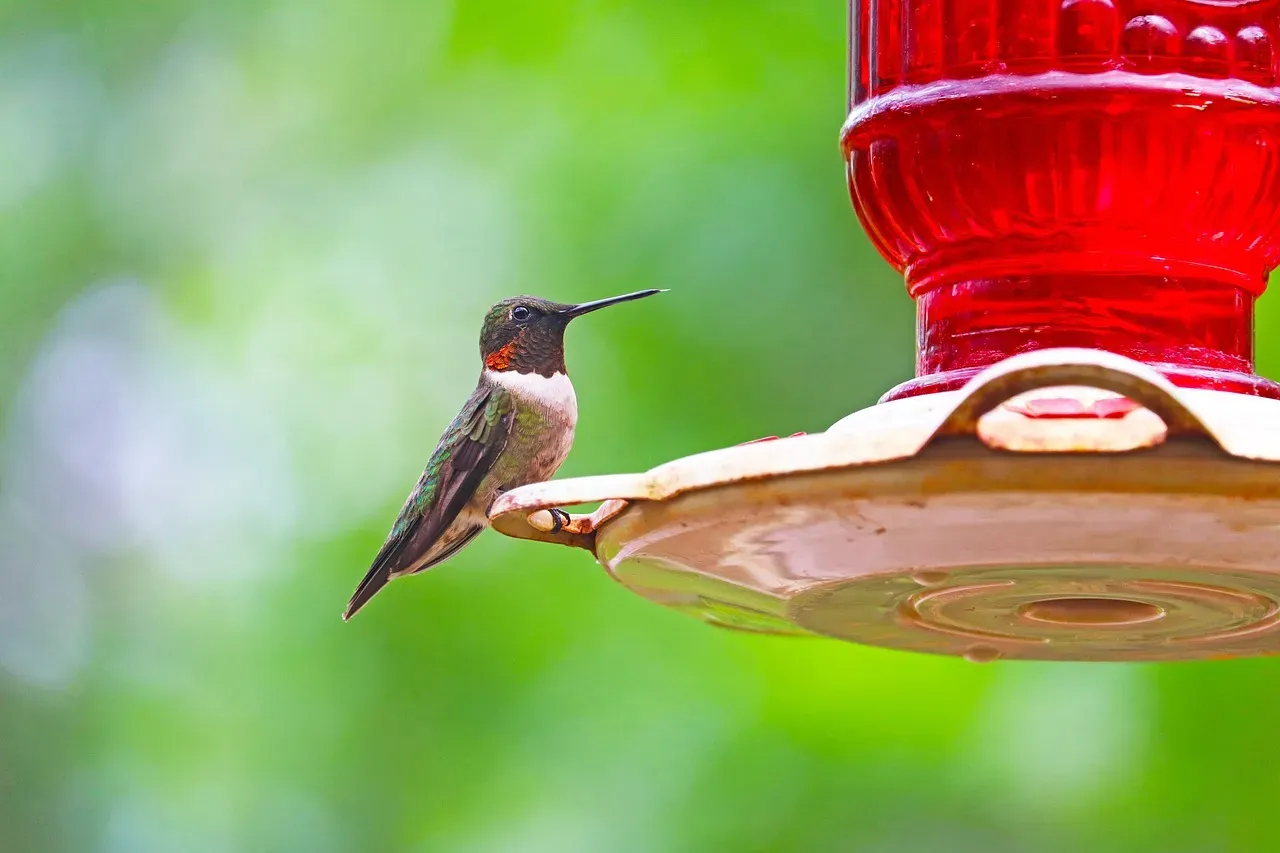 #1 Relying on Red Dyed Nectar (Image Credits: Pixabay)