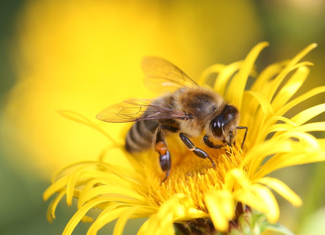 Bees Can Sense the Earth's Magnetic Field (Image Credits: Pixabay)