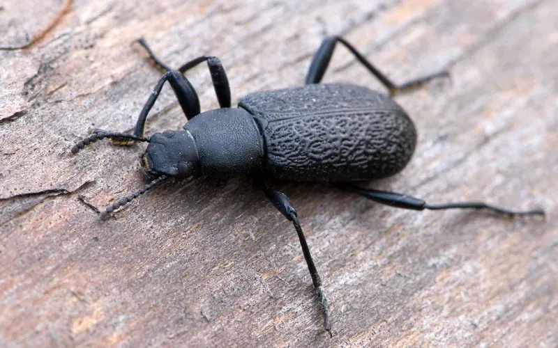 5. The Upis Beetle: Alaska's Frozen Warrior (Image Credits: Flickr)