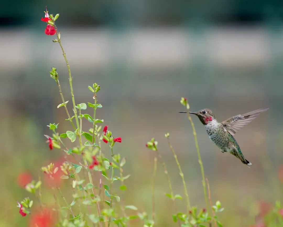 6. Salvia: Tubular Delight for Hummers and Bees (Image Credits: Unsplash)
