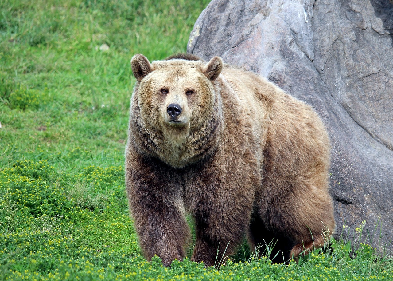 Grizzly Bears: The Unpredictable Giant (Image Credits: Pixabay)