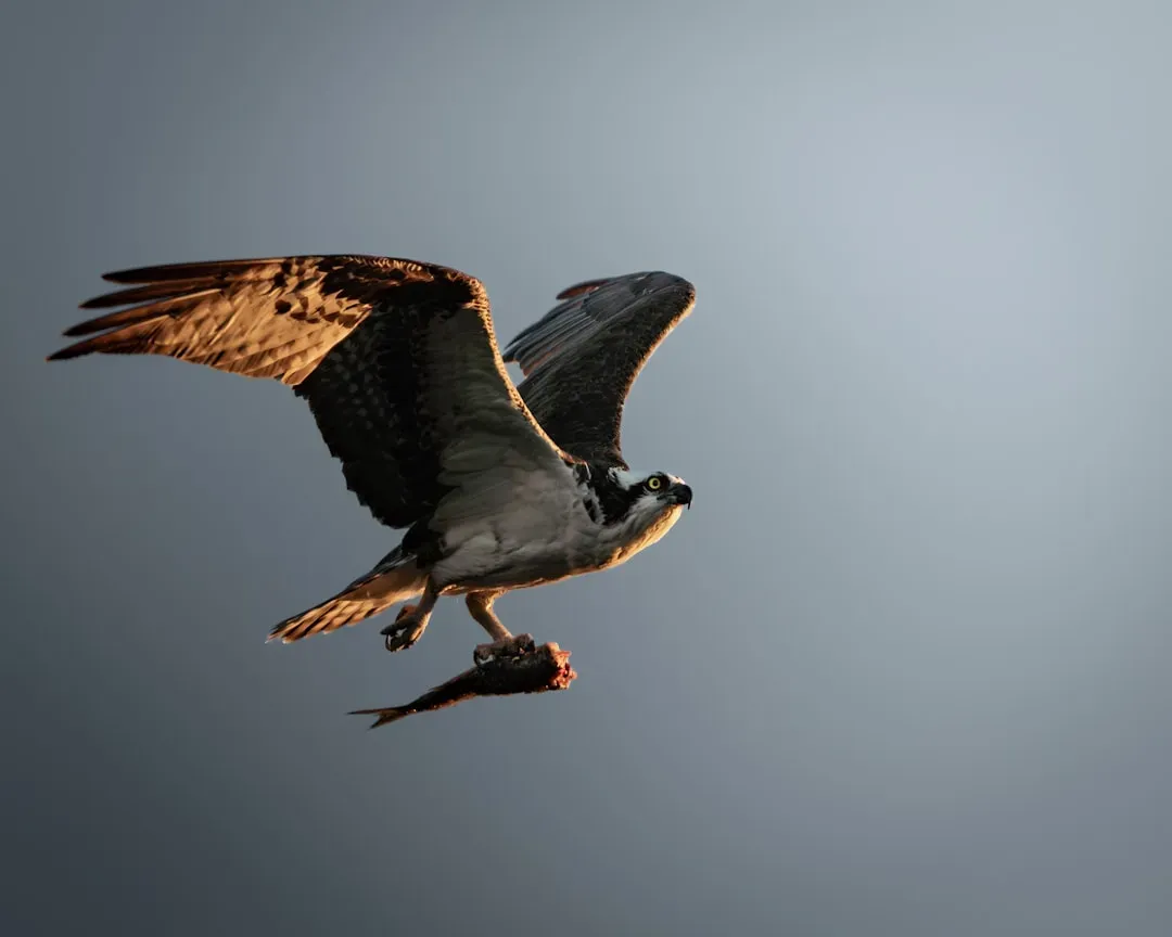 9. Deschutes River, Oregon - Rapids, Wilderness, and Raptors (Image Credits: Unsplash)