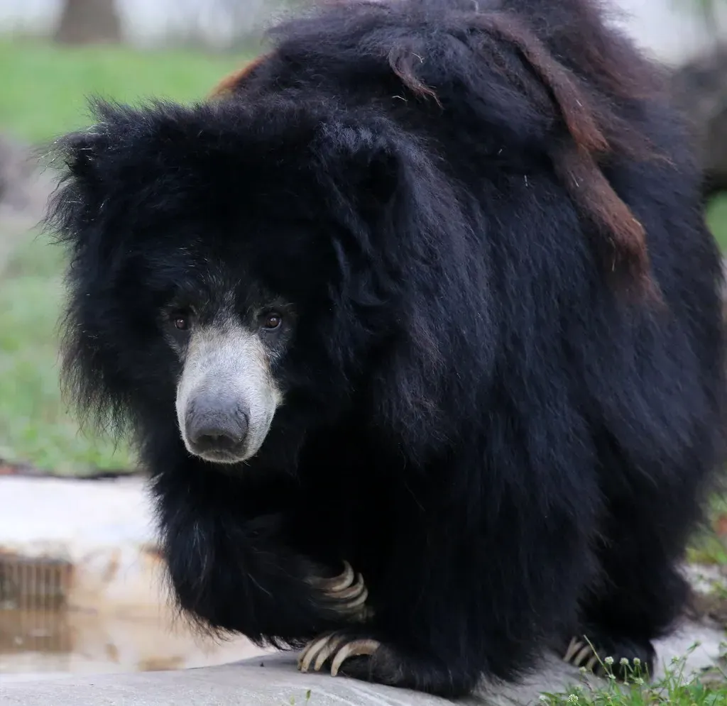 Capricorn (December 22 &ndash; January 19): The Florida Black Bear (cuatrok77, Flickr, CC BY-SA 2.0)