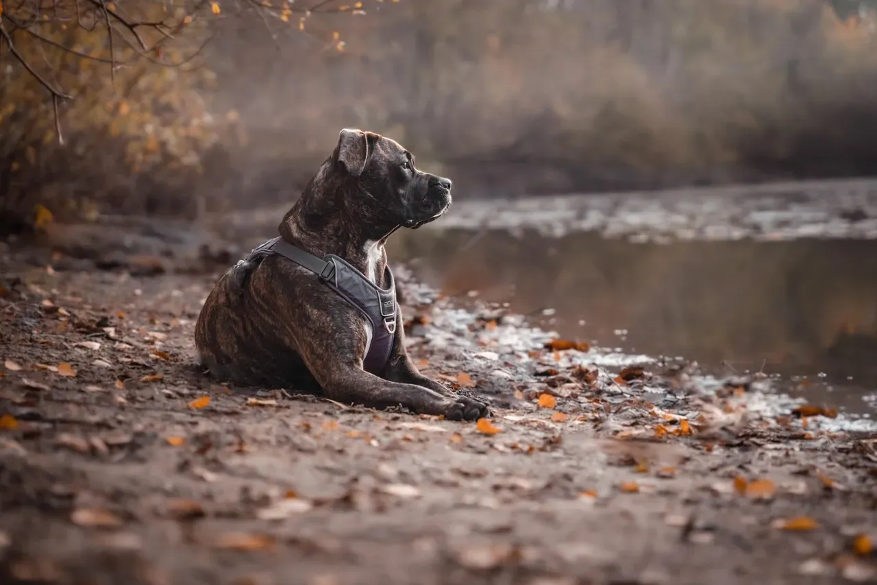 Conclusion: The Unbreakable Pit Bull Bond (Image Credits: Pixabay)