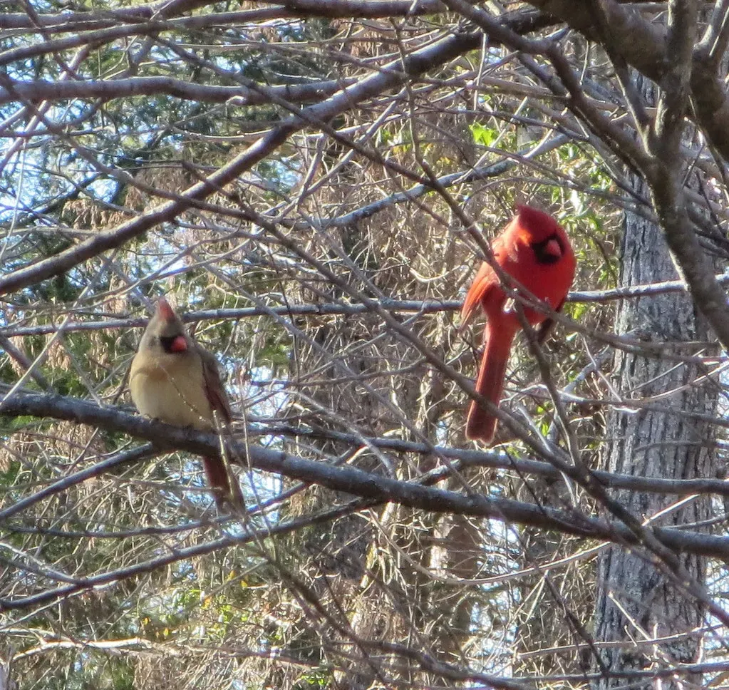 They Abandon Pair Bonds and Go Solo at Feeders (joidviv, Flickr, CC BY 2.0)