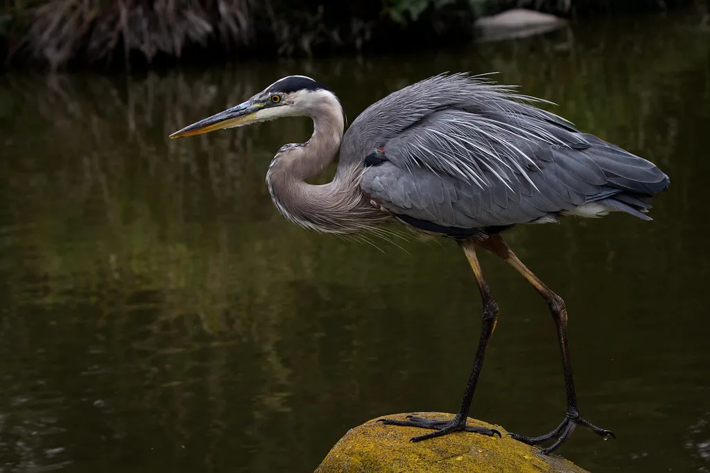The Foraging Circuit: How Herons Map Their Territory (Aly3naa, Flickr, CC BY 2.0)