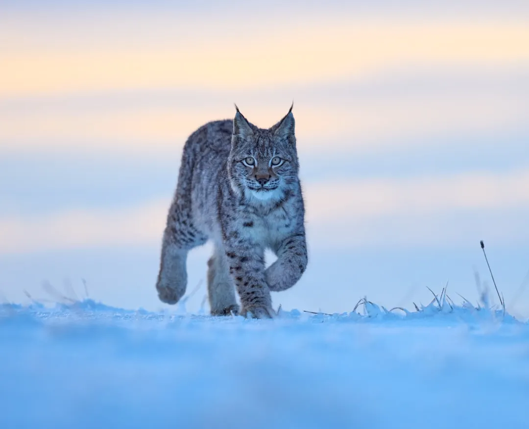 Bobcats Are Surprisingly Small, But Built Like Compact Athletes (Image Credits: Unsplash)