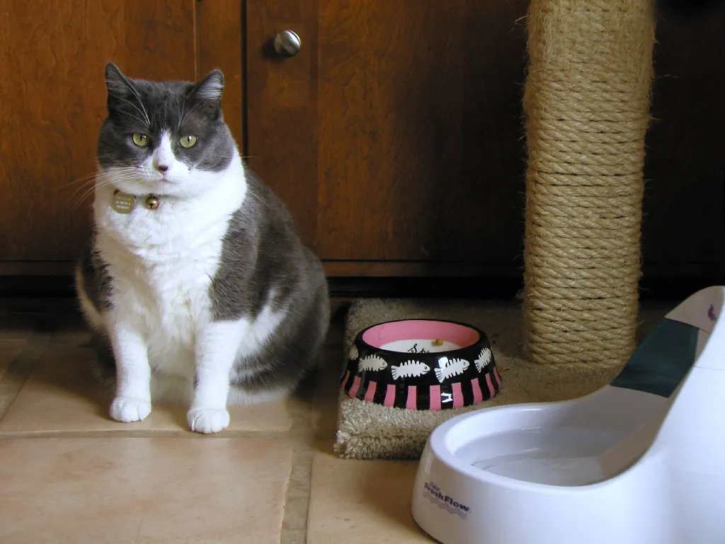 #8 - The Water Bowl That Suddenly Empties Faster (Or Sits Full) (Chika, Flickr, CC BY 2.0)