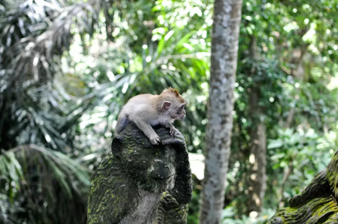 10.  Are Fragile in Captivity and Deeply Threatened in the Wild (Image Credits: Unsplash)