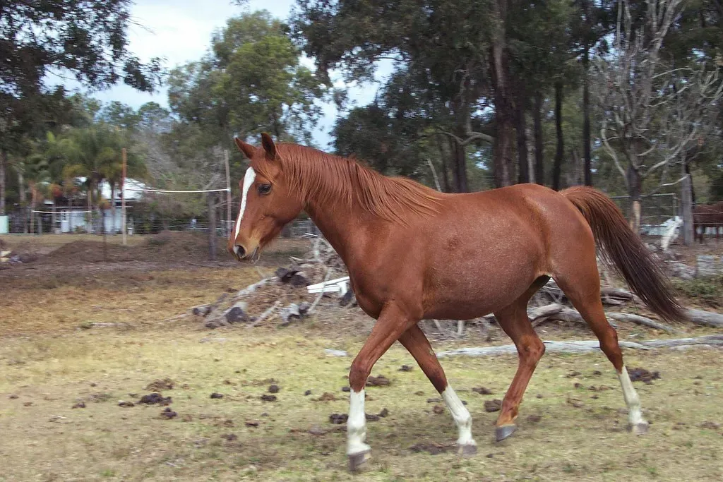 #11 – Warmblood (Alikai, Flickr, CC BY 2.0)