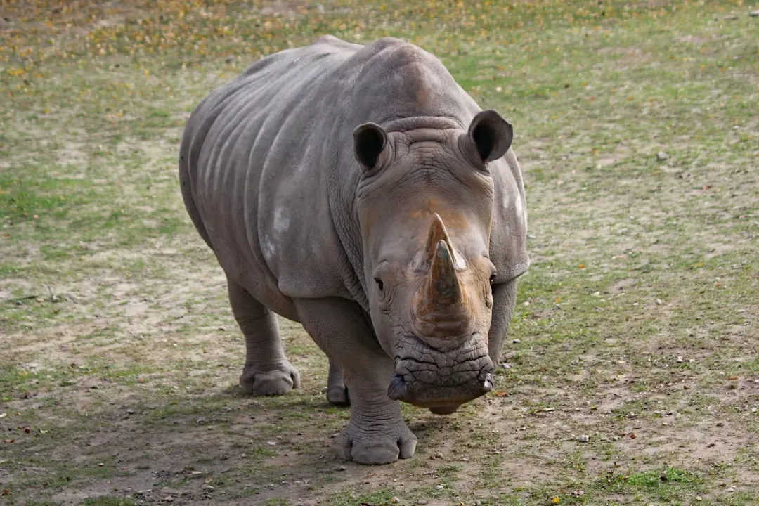 14. White Rhinos Leave a Chemical Bulletin Board in Their Dung (Image Credits: Unsplash)