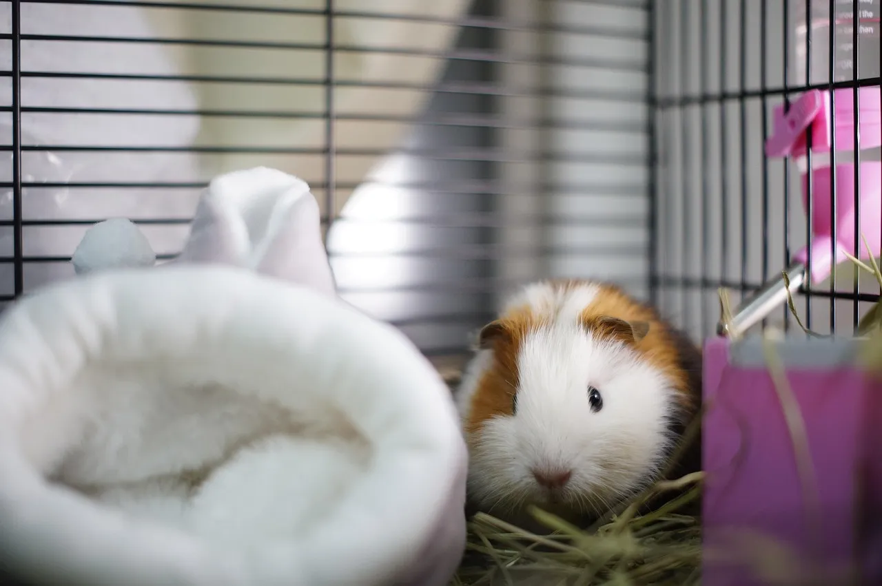 #3 They remember the layout of their own cage (Image Credits: Pixabay)