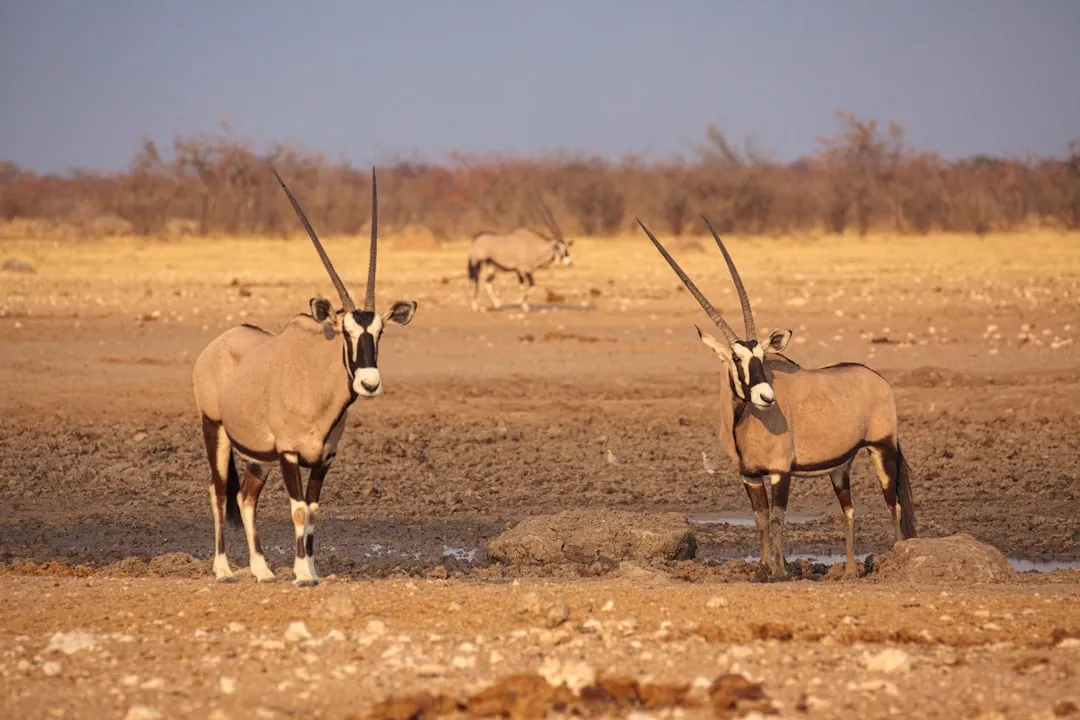 #10 – Etosha National Park, Namibia (Image Credits: Unsplash)