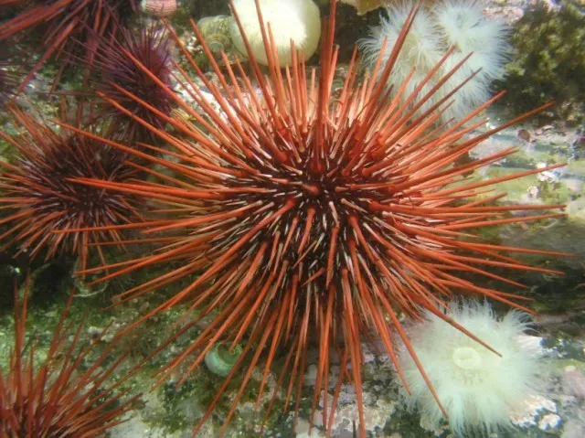 10. The Red Sea Urchin: A Prickly Survivor of the Centuries (red urchin, CC BY 2.0)