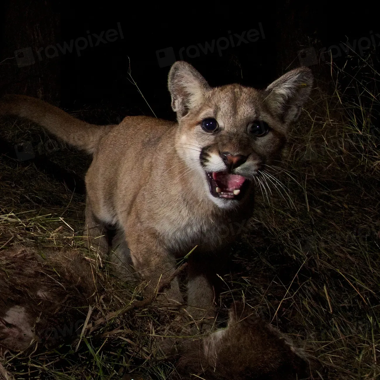 Unusual Behavior in Local Deer Populations (Image Credits: Rawpixel)