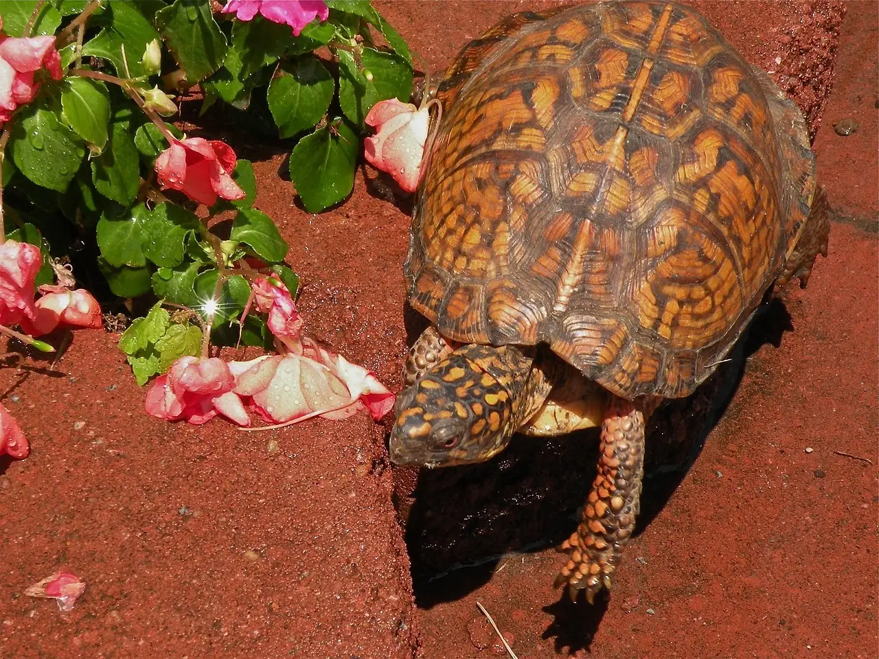 #4 Cancer: The Homebody Turtle (Image Credits: Pixabay)