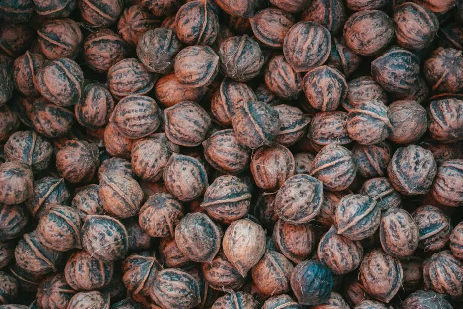 6. Hickory nuts (Image Credits: Pexels)