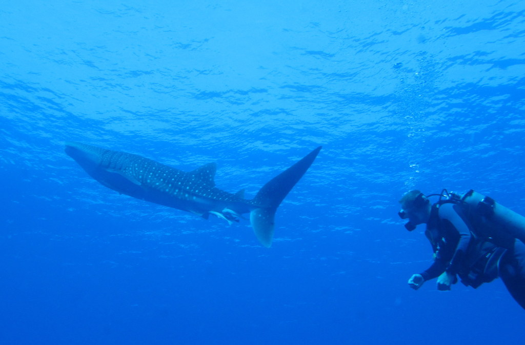 Sound Travels Four Times Faster Underwater (Image Credits: Wikimedia)