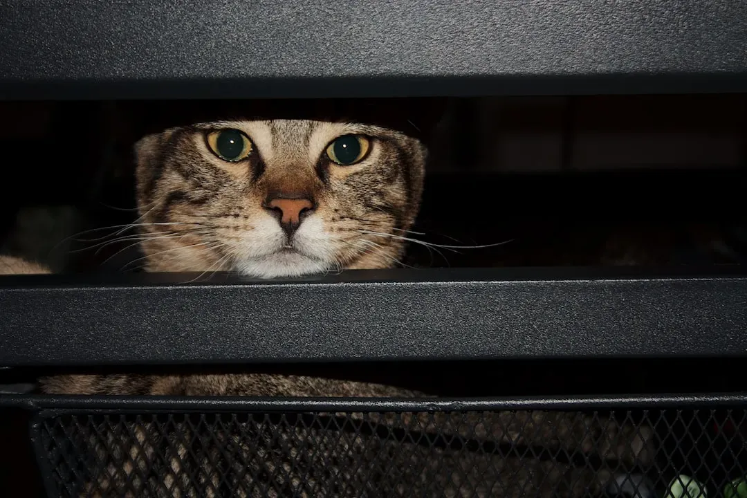 They're Scared of Something in Their Environment (Image Credits: Unsplash)