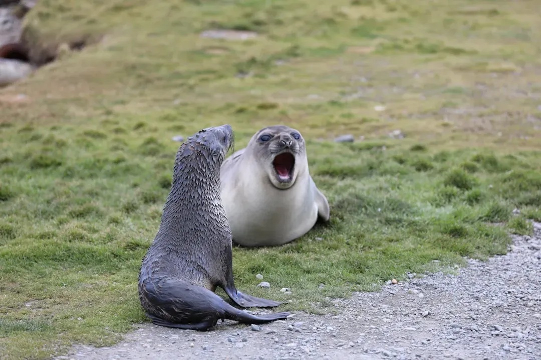 Male Aggression Is a Surprising Threat to Recovery (Image Credits: Unsplash)