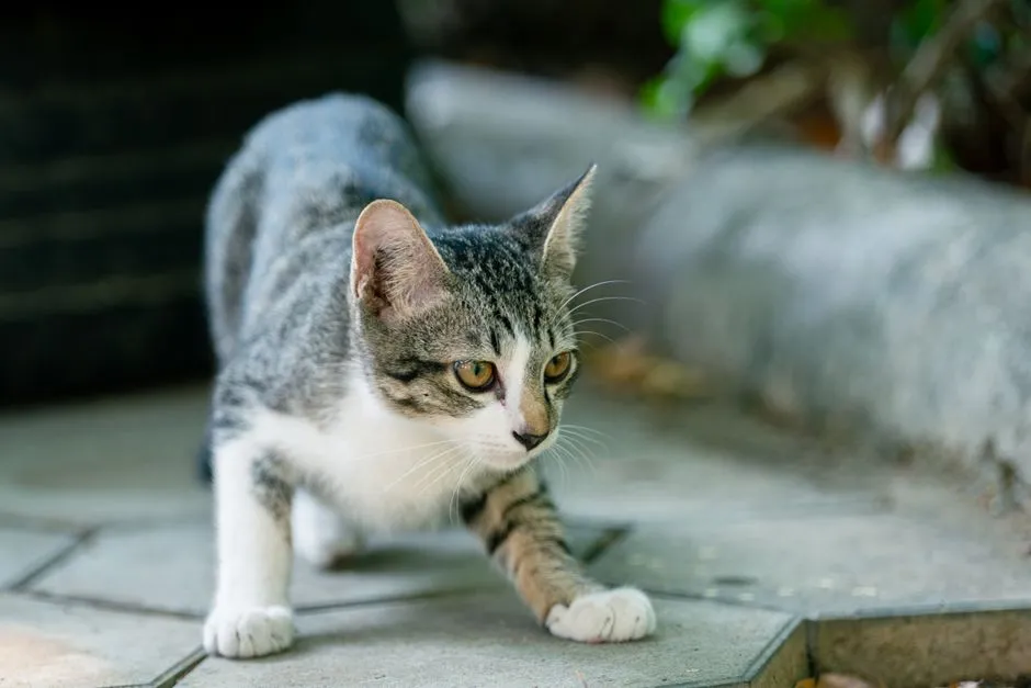 #9: Their Walk Turns Into a Careful, Measured Shuffle (Image Credits: Pexels)