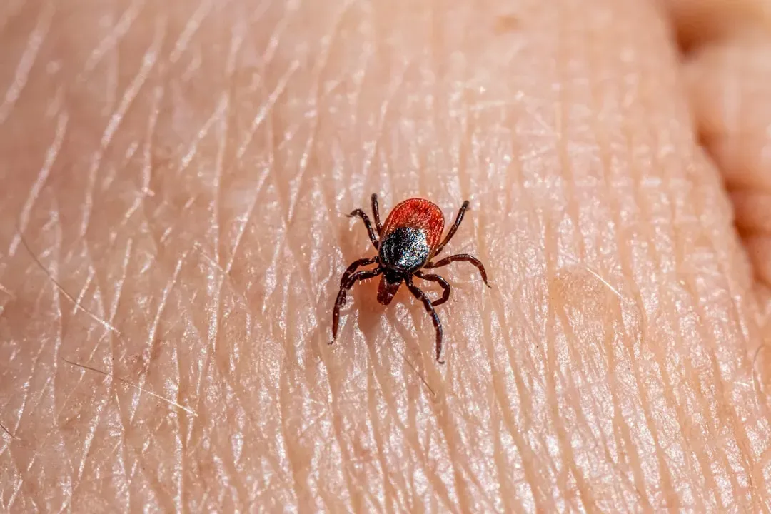 Why Tick Numbers Appear to Be Climbing (Image Credits: Unsplash)
