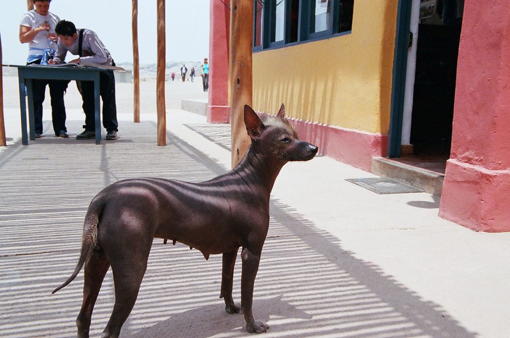 #11 Peruvian Inca Orchid - The Elegant Hairless Beauty (Image Credits: Flickr)
