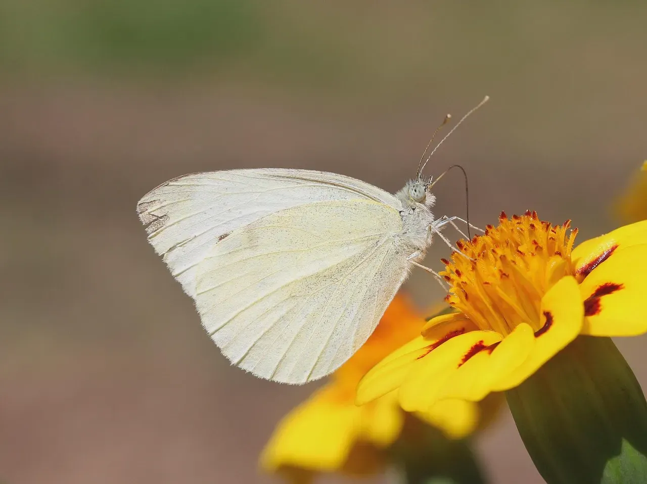 Skip the Pesticides and Let Nature Balance Itself (Image Credits: Pixabay)