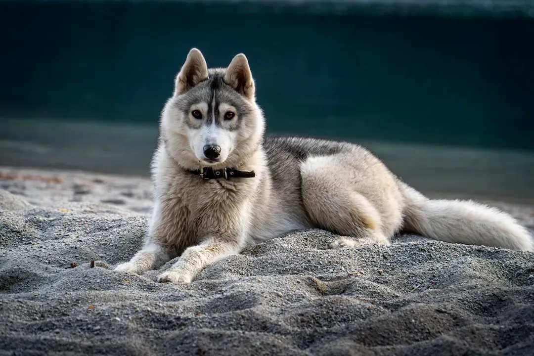 Conclusion: Choose Your Pack Wisely (Image Credits: Unsplash)