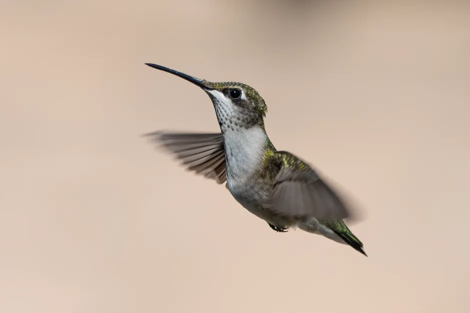 #1 - Hovering Like a Living Helicopter (Image Credits: Pexels)