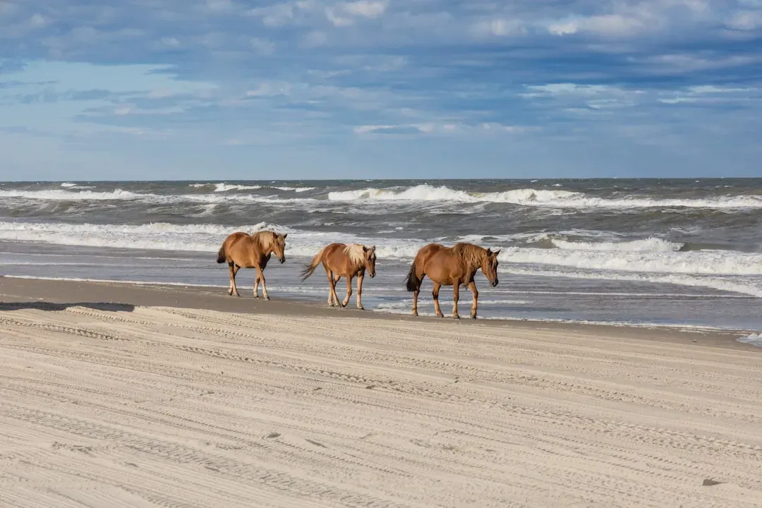 Outer Banks, North Carolina (Image Credits: Unsplash)