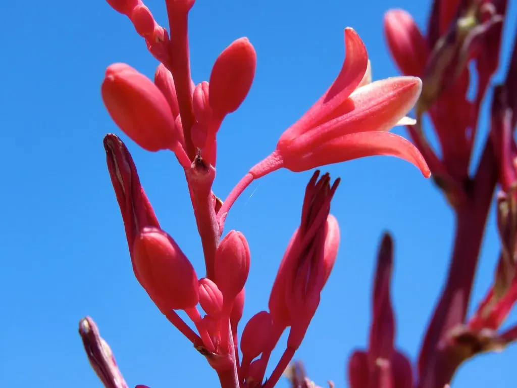 Red Yucca (Hesperaloe parviflora) (Chic Bee, Flickr, CC BY 2.0)