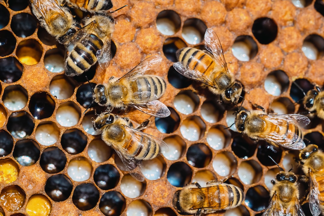 Honey Bees: The Collective Calculators (Image Credits: Unsplash)