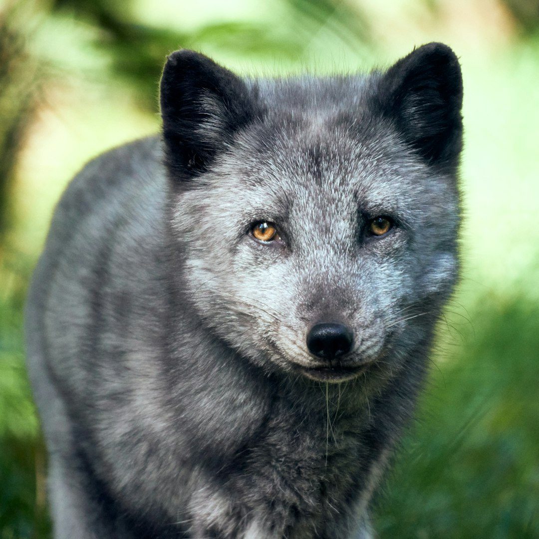 South Carolina's Unique Fox Dynamics (Image Credits: Unsplash)