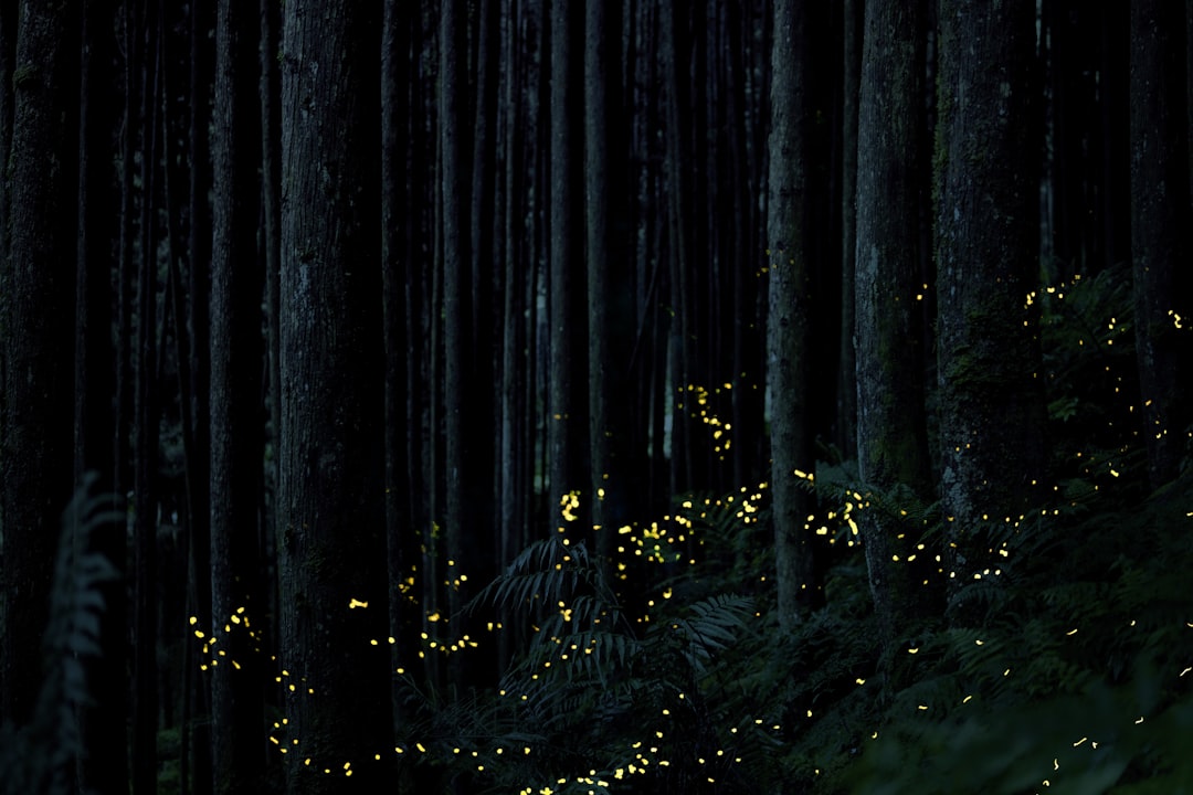 Fireflies Synchronizing Their Light Shows (Image Credits: Unsplash)
